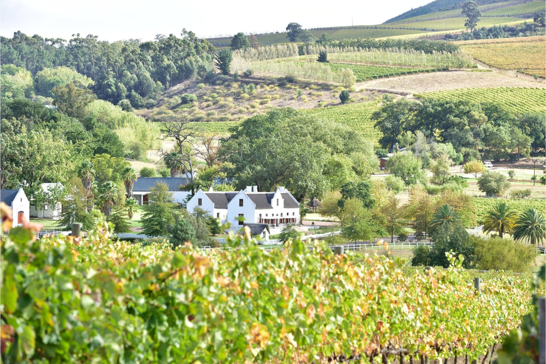 Private tour & tasting