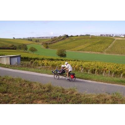 Vineyard e-bike tour