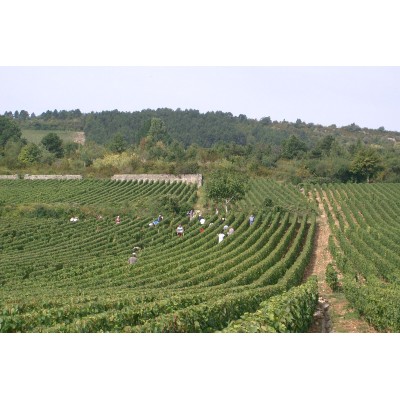 Join the grape harvest