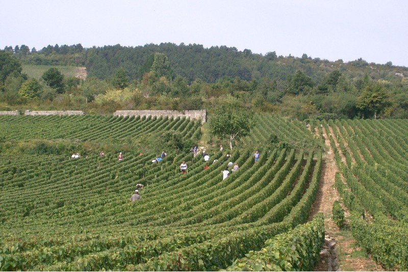 Vendanges participatives